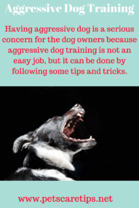 Aggressive Dog Training pins