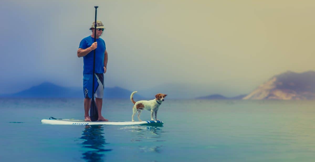 The amiable companion of men is a dog on the ocean