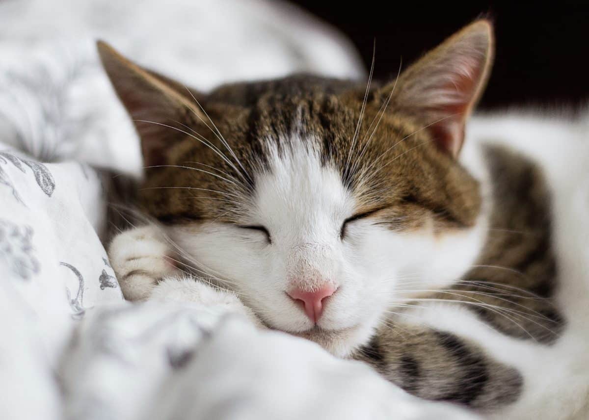 General Overview of a Cat - Characteristics of Cat sleeping