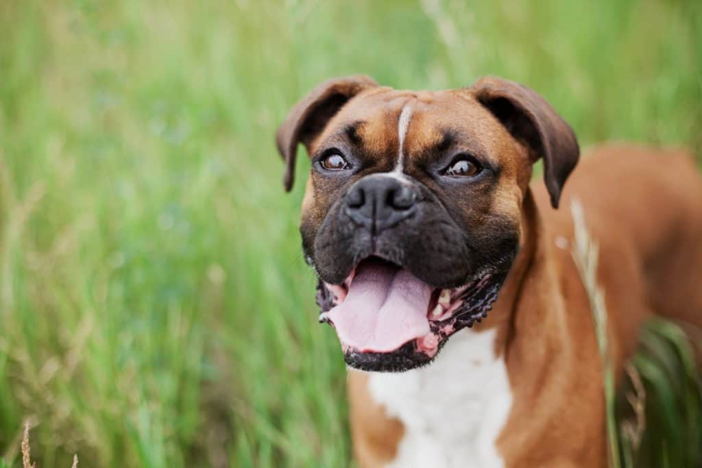How to Train Aggressive Dog Brown dog
