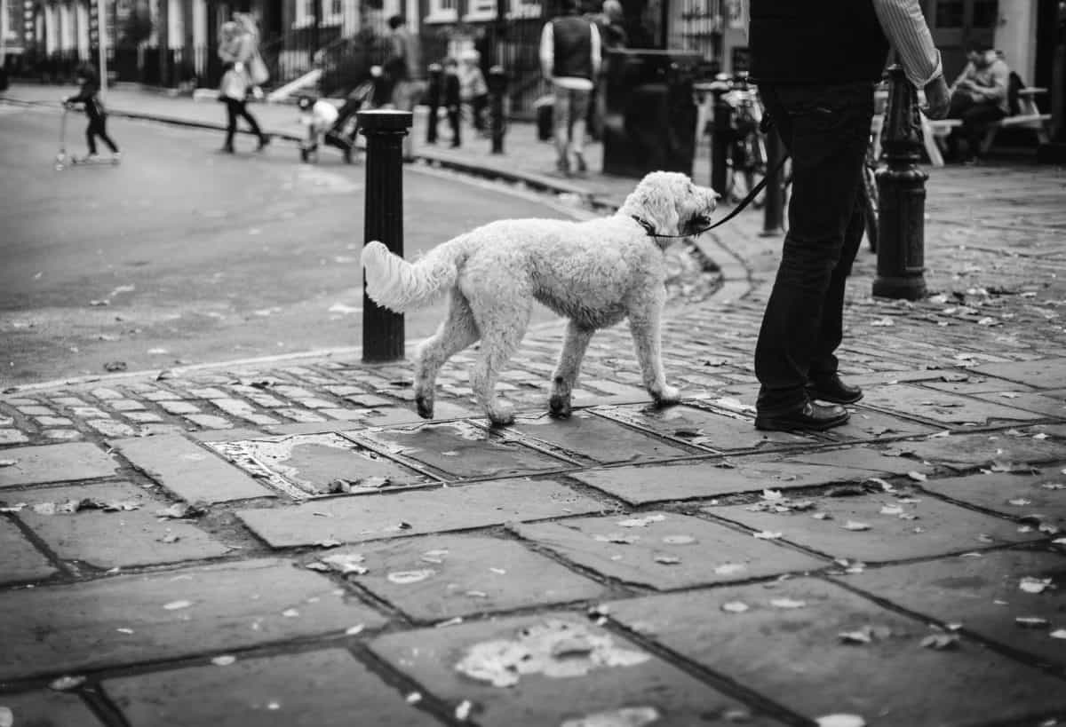 The amiable companion of men is a dog on the street