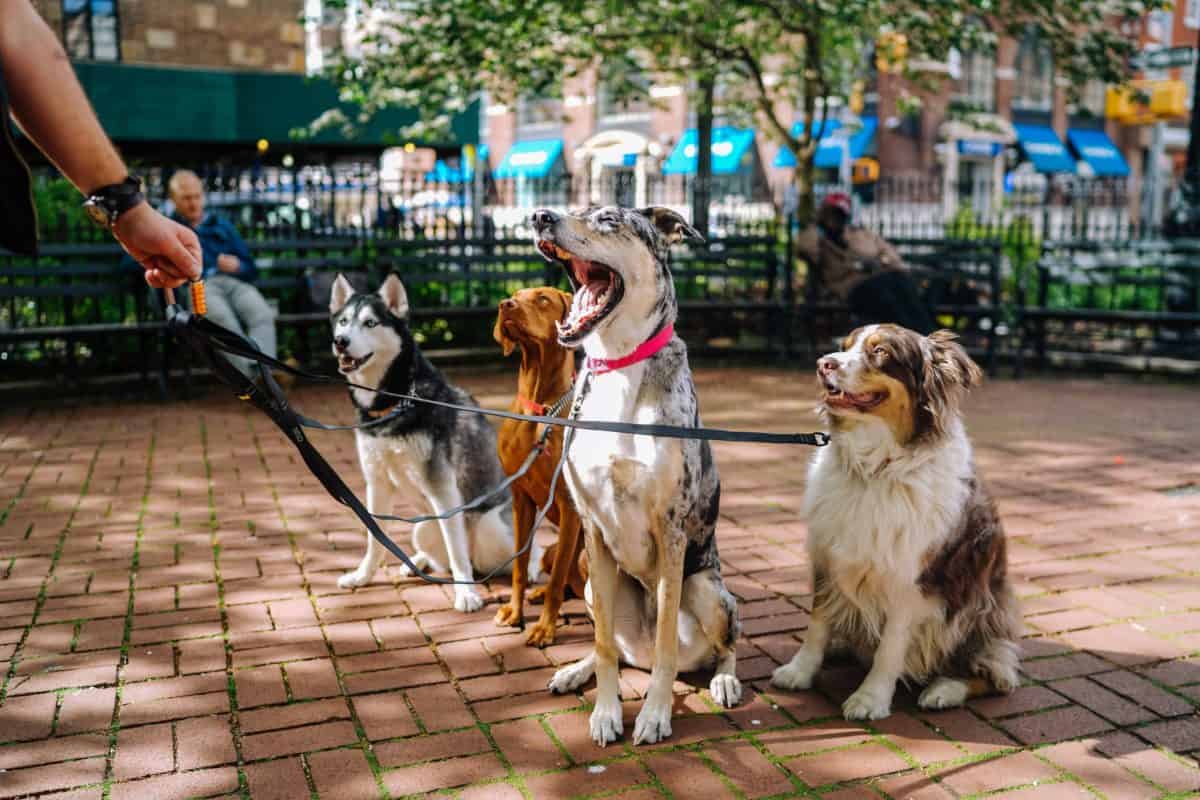 Aggressive Dog training group of dog