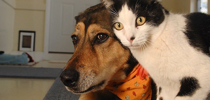 Cat and dog living together tips