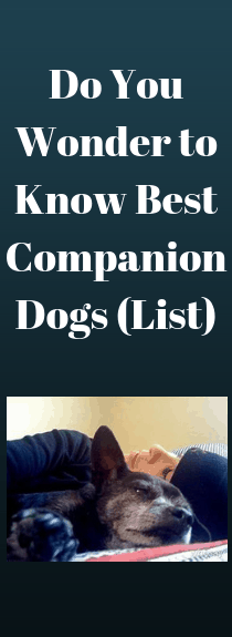 Do You Wonder to Know Best Companion Dogs (List)