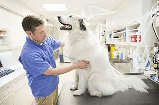 Dog in An Apartment