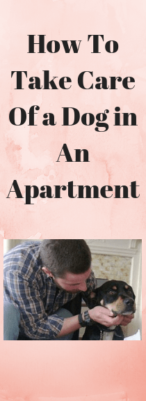 How To Take Care Of a Dog in An Apartment