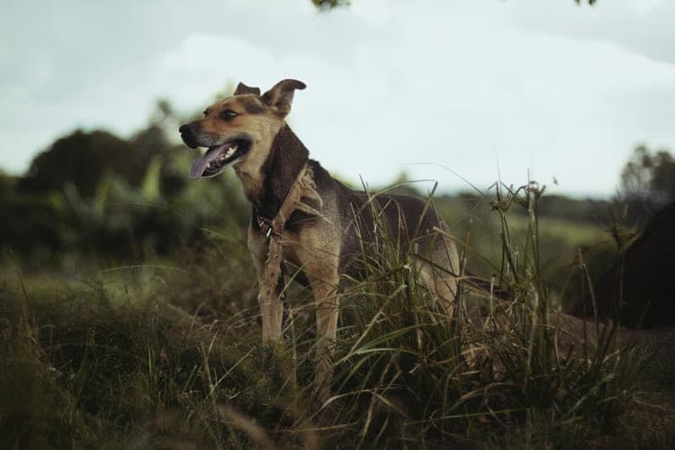 Benefits And Keeping Pets Strong Dog in forest