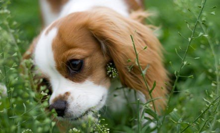 cat friendly Bоѕtоn Terrier