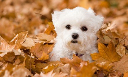 dog friendly cat Cavalier King Chаrlеѕ Spaniel