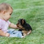 The Best Way To Care For A Pet - Caring Guide - Pets Care Tips