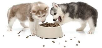 Best Dog Foods For Small Dogs Pictiure