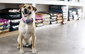 Best Places To Buy For Dog Supplies - Pet Supplies - Pets Care Tips