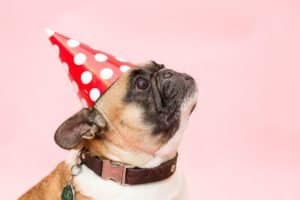 pet with hat