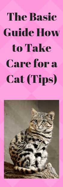 The Basic Guide How to Take Care for a Cat (Tips)