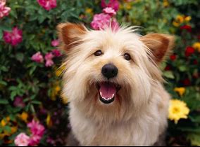 8 Assistance To Make Your Dog Satisfied Happy Puppy Pets Care Tips