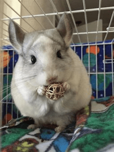 Chinchilla in cage