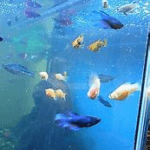 group of Betta Fish large in water