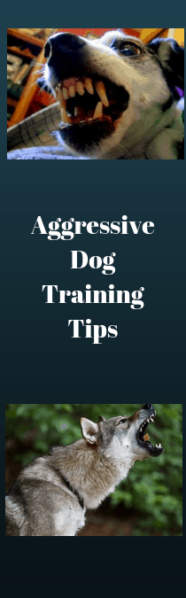 dog guide tips