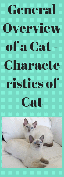 General Overview of a Cat - Characteristics of Cat