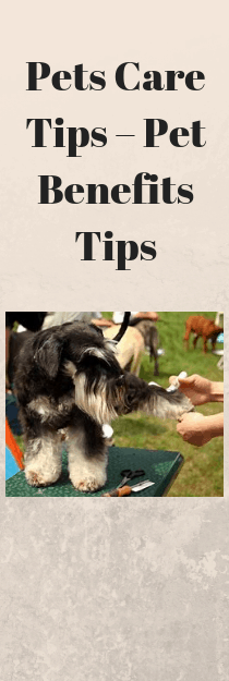 Pets care tips 