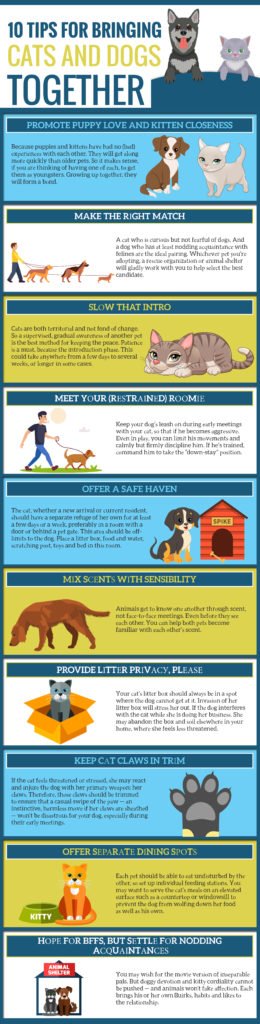 Possibility to Bring Cat and Dog Living Together infographic