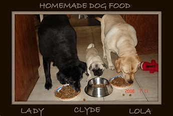 dog Best Food [Tips & Tricks]