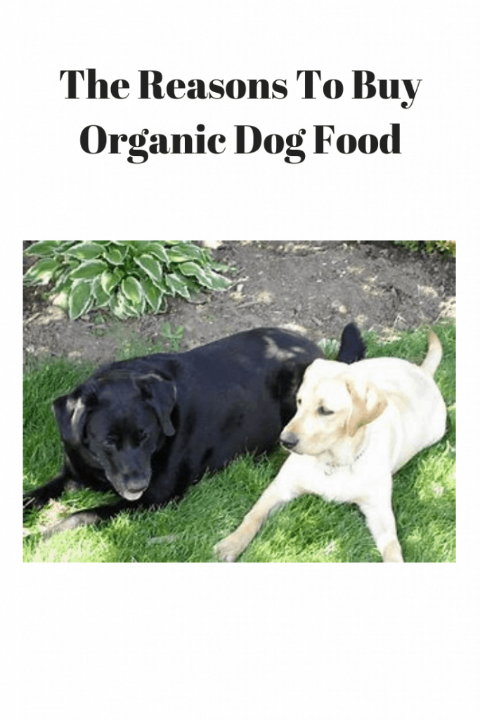 The Reasons To Buy Organic food 