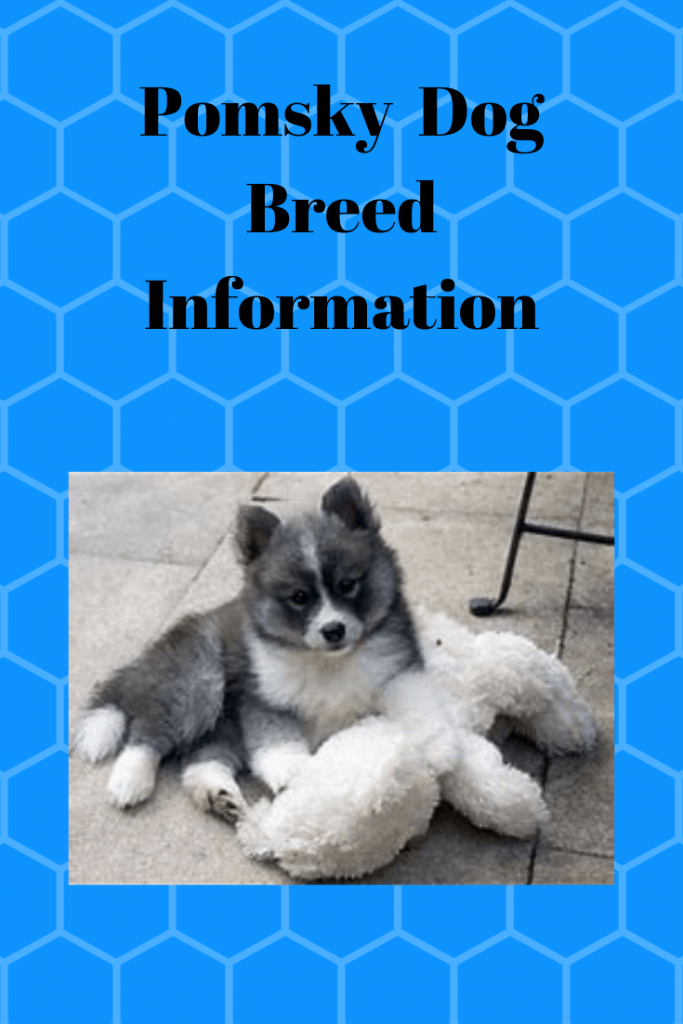 Pomsky  Dog Breed Information