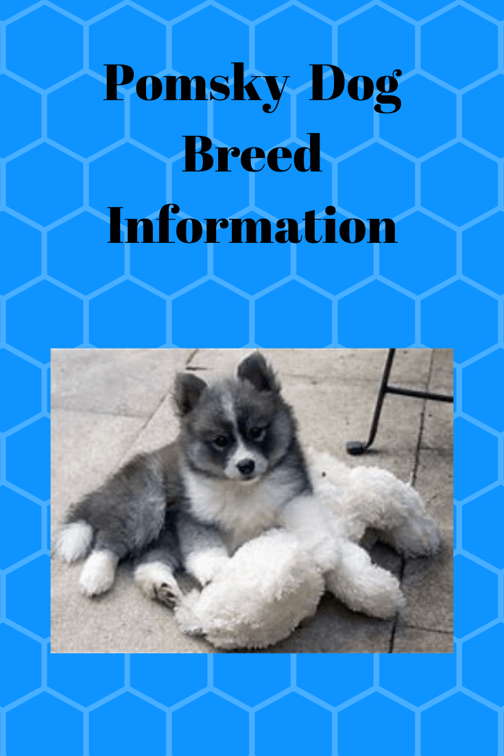 Pomsky: Dog Breed Information (Tips) - Pets Care Tips