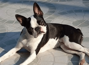 Boston terrier