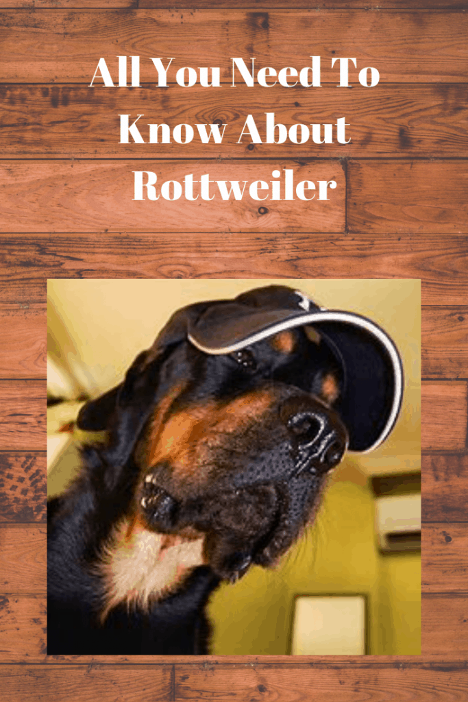 All You Need To Know About Rottweiler 