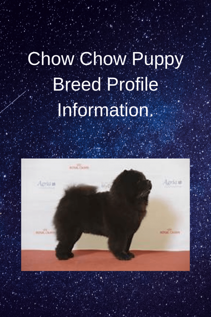 Chow Chow Puppy Breed Profile Information.