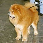 Chow Chow Puppy Breed Profile Information - Pets Care Tips