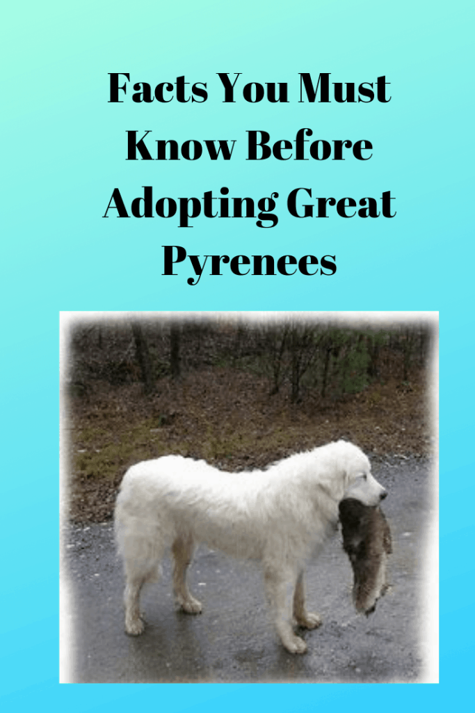 Facts You Must Know Before Adopting Great Pyrenees