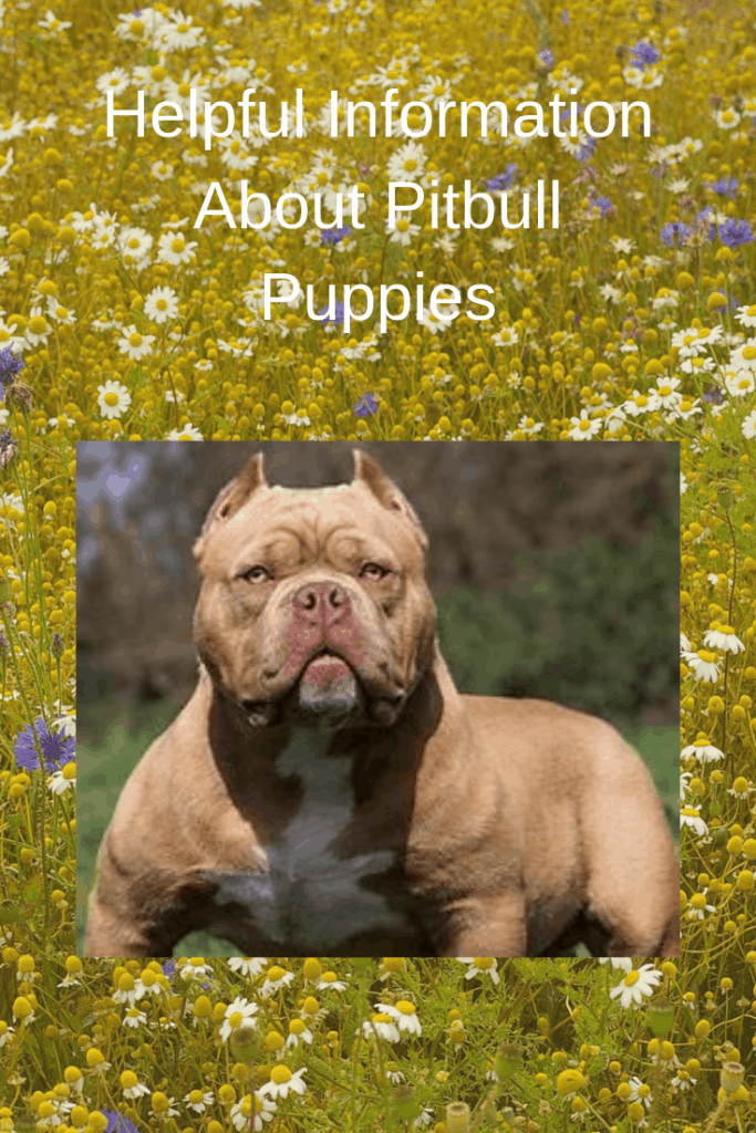 Helpful Information About Pitbull Puppies