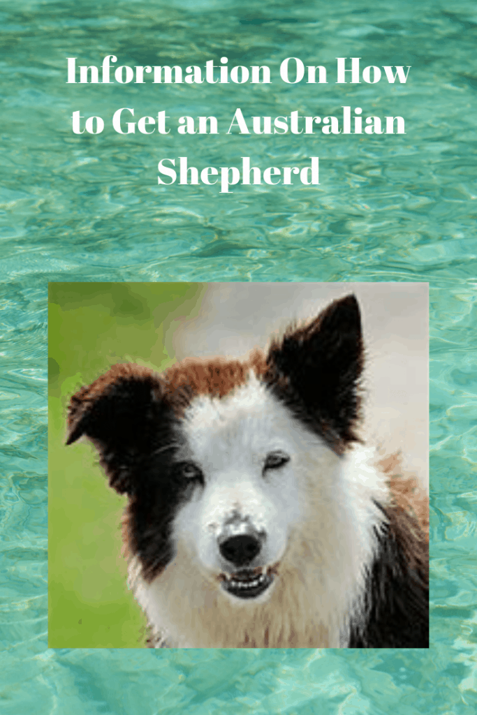 Information On How to Get an Australian Shepherd
