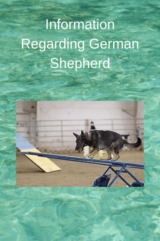 Information Regarding German Shepherd Puppy