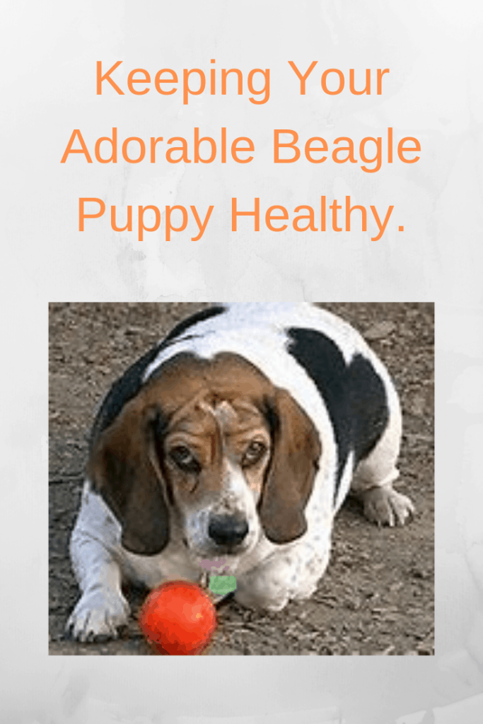 Keeping Your Adorable Beagle Puppy Healthy.