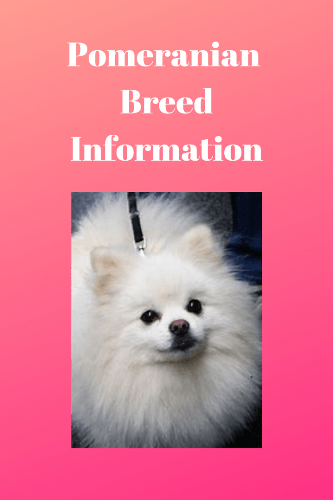 Pomeranian: Breed Information