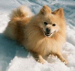 Pomeranian  Breed Information