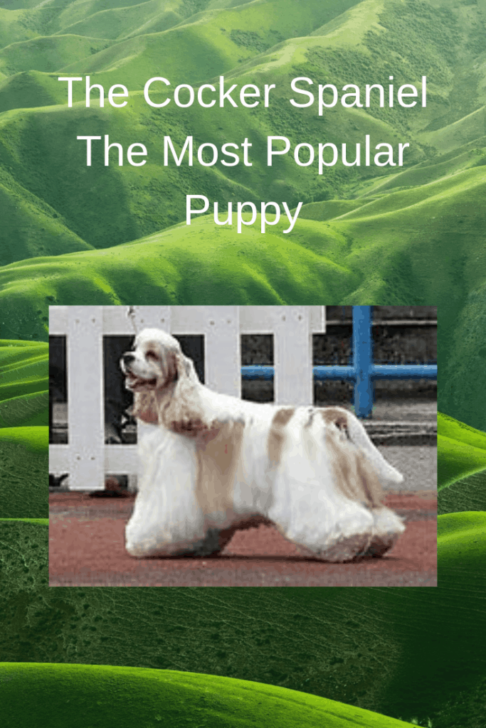 The Cocker Spaniel The Most Popular Puppy