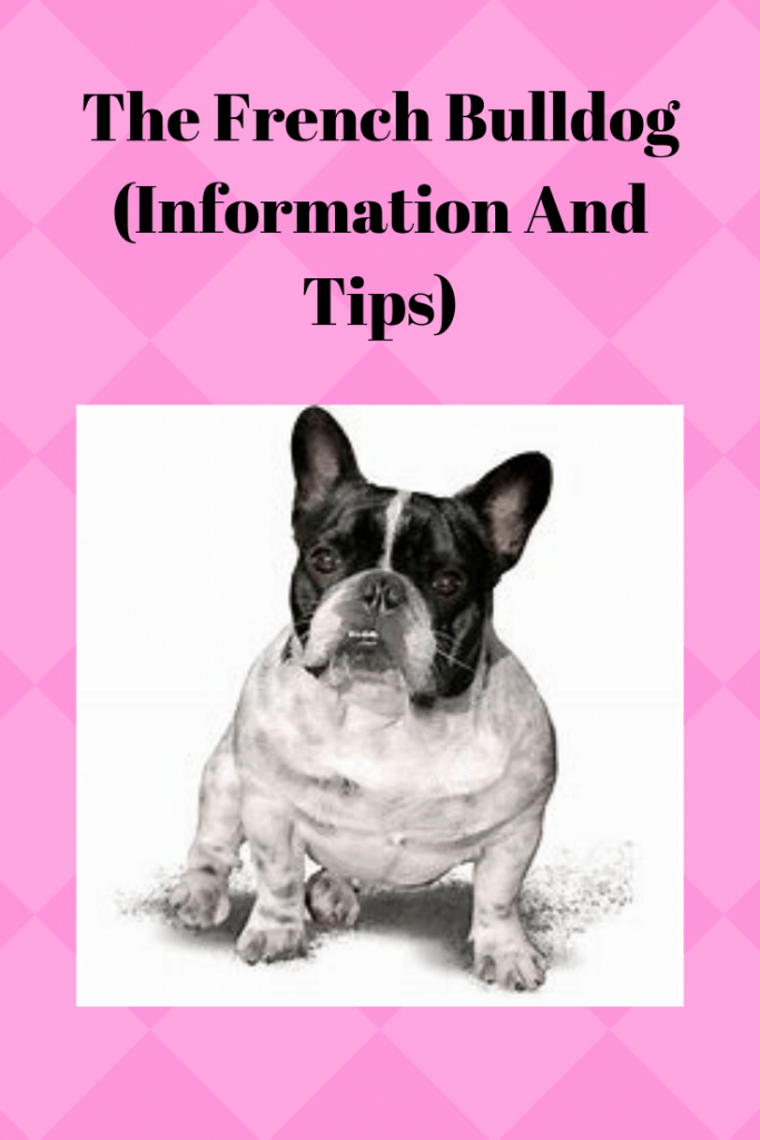 The French Bulldog (Information And Tips)