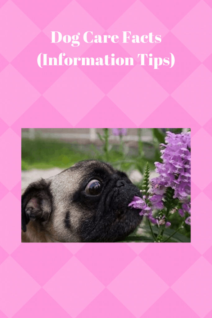 Dog Care Facts (Information Tips)