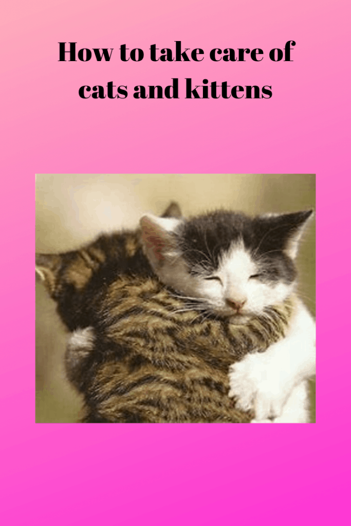 How to take care of cats and kittens