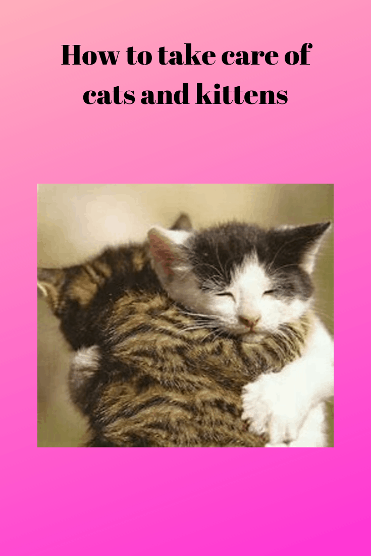 How to Take Care of Cats and Kittens Pets Care Tips