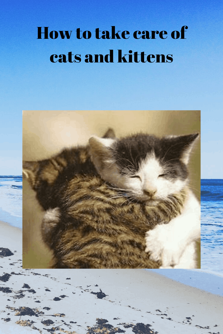 How to Take Care of Cats and Kittens - Pets Care Tips