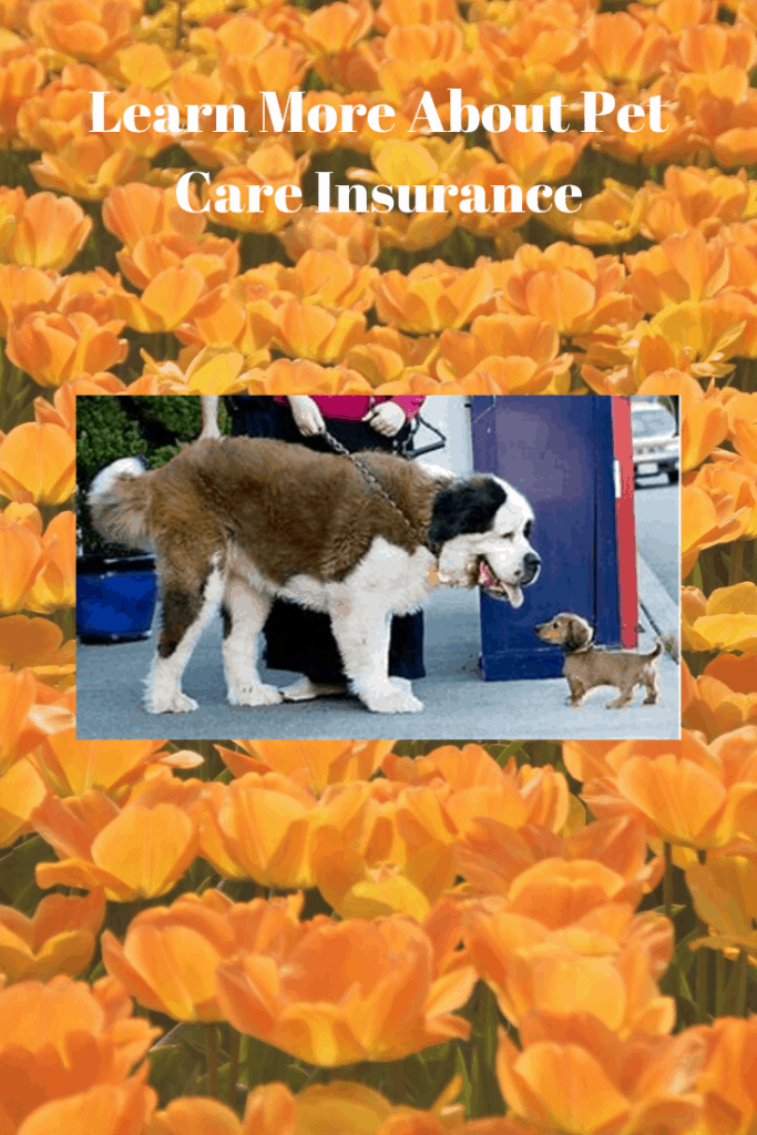 Learn More About Pet Care Insurance