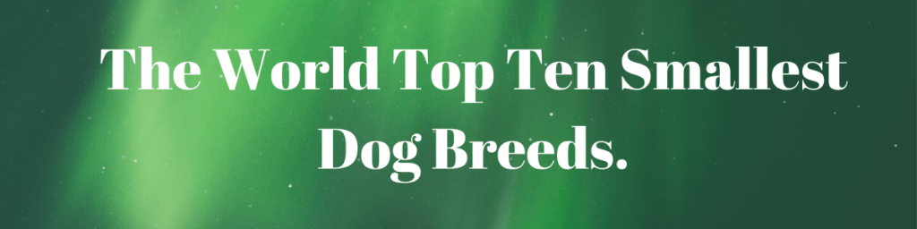 Top Ten Smallest Dog Breeds.