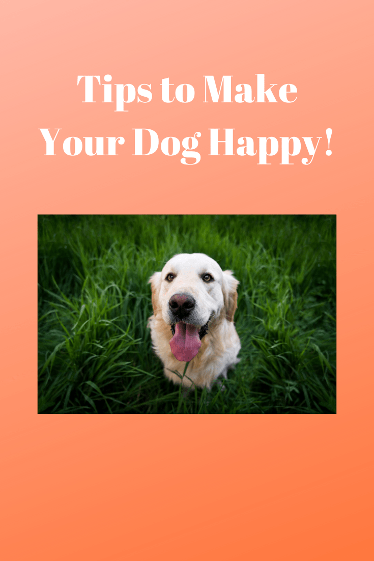 How to Make Your Dog Happy! (Information) Pets Care Tips