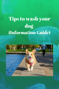 Tips to wash your dog